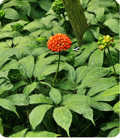 ����� | �ٷ���վ