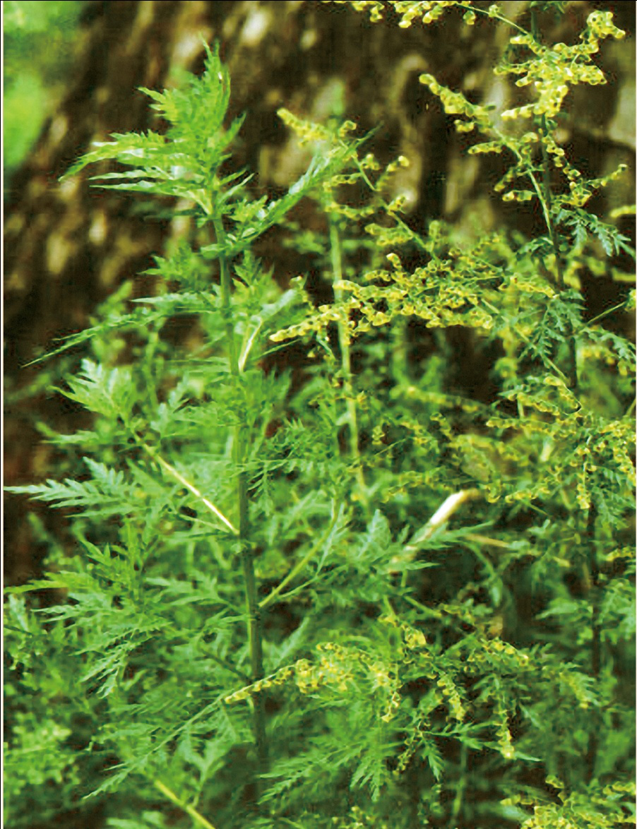 ����� | �ٷ���վ