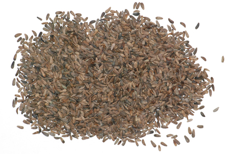 ����� | �ٷ���վ