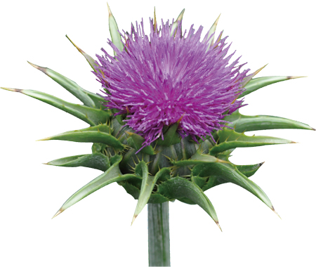 ����� | �ٷ���վ