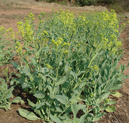 ����� | �ٷ���վ