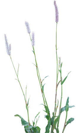 ����� | �ٷ���վ