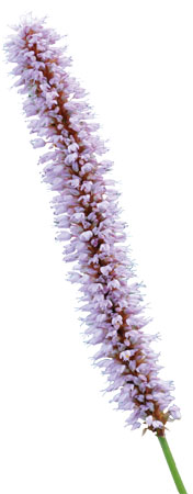 ����� | �ٷ���վ