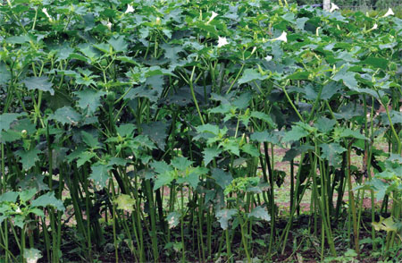 ����� | �ٷ���վ