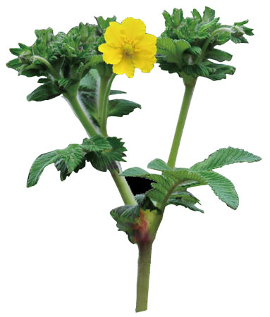 ����� | �ٷ���վ