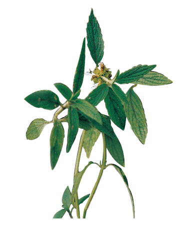 ����� | �ٷ���վ