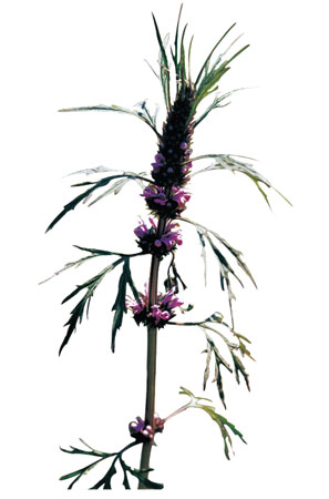 ����� | �ٷ���վ