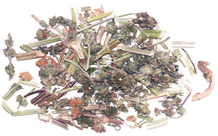 ����� | �ٷ���վ